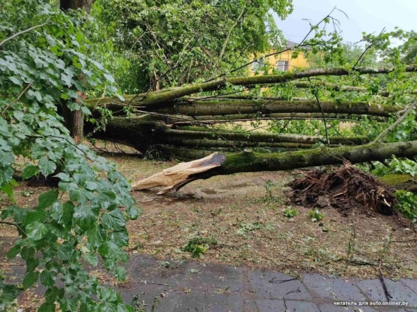 «Сосед разбудил, сказал: выходи». Во дворе дерево рухнуло на Tesla «Сосед разбудил, сказал: выходи». Во дворе дерево рухнуло на Tesla