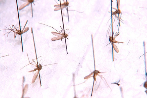 В Беларуси обнаружили новый вид малярийного комара В Беларуси обнаружили новый вид малярийного комара