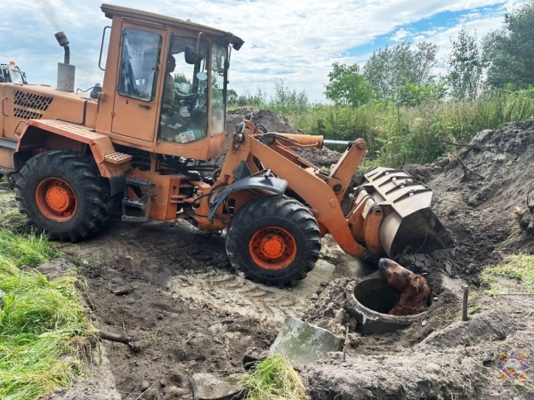 В Пружанском районе лошадь провалилась в колодец: на помощь пришли спасатели В Пружанском районе лошадь провалилась в колодец: на помощь пришли спасатели