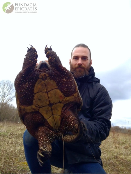В Польше поймана огромная американская черепаха. Она прожила в природе несколько лет — значит, сможет и у нас В Польше поймана огромная американская черепаха. Она прожила в природе несколько лет — значит, сможет и у нас