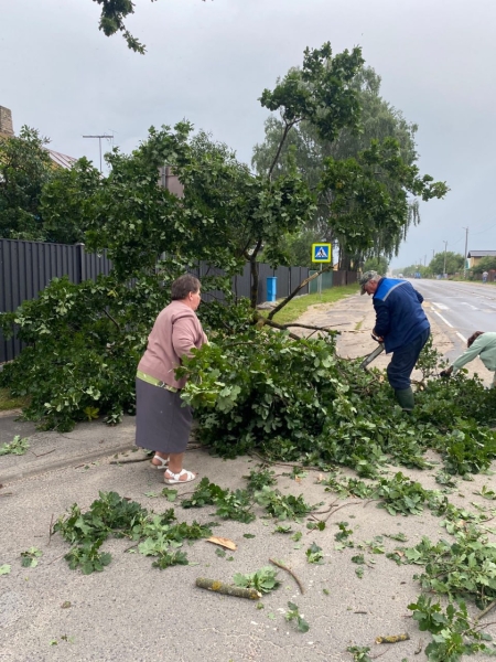 В Пинском районе сильный ветер повалил деревья