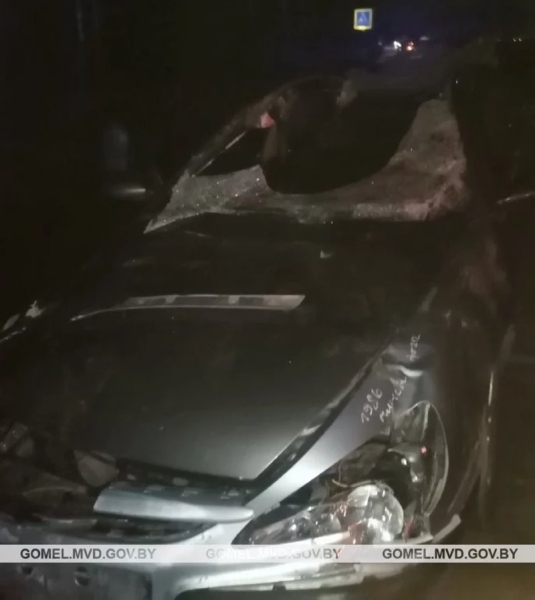 В Беларуси лось проломил крышу ехавшего Peugeot – в больнице два человека В Беларуси лось проломил крышу ехавшего Peugeot – в больнице два человека