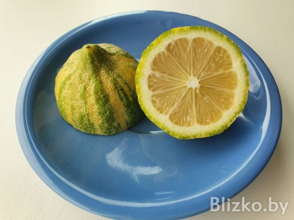 В «Евроопте» появились розовые лимоны