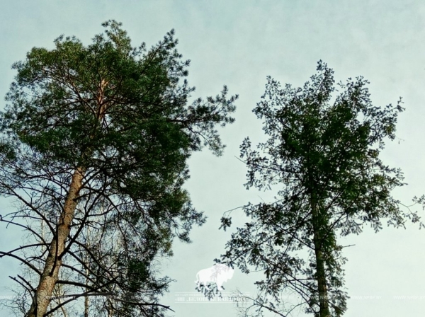 В Беловежской пуще нашли посадку дугласовой пихты почти вековой давности В Беловежской пуще нашли посадку дугласовой пихты почти вековой давности