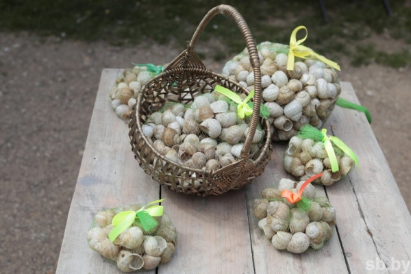 Фотофакт. Как в Беларуси семья выращивает улиток