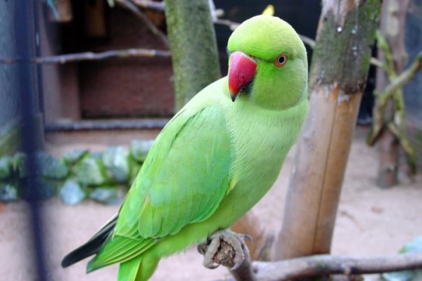 В Индии попугай раскрыл дело об убийстве