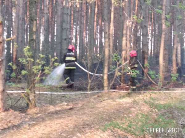 Самым пожароопасным регионом Беларуси является Брестская область