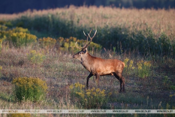 Осеннее утро в Беловежской пуще