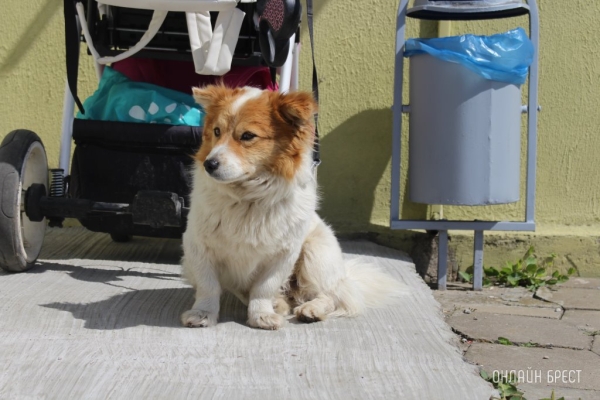 Почему у кошек и собак мокрый и холодный нос