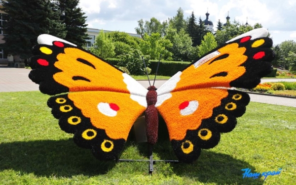 Гигантские бабочки появились в Барановичах Гигантские бабочки появились в Барановичах