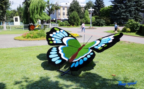 Гигантские бабочки появились в Барановичах Гигантские бабочки появились в Барановичах