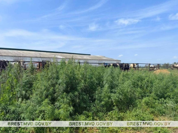 В Пинском районе уничтожена конопля и мак