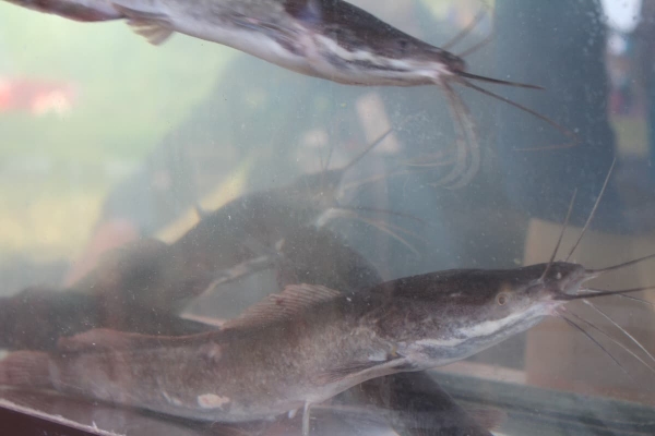 Дискотека, лазерное шоу, красочный фейерверк. Смотрите, как в Пинском районе прошел гастрономический и экологический фестиваль «Полесский вьюн» Дискотека, лазерное шоу, красочный фейерверк. Смотрите, как в Пинском районе прошел гастрономический и экологический фестиваль «Полесский вьюн»