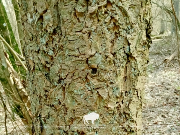 В Беловежской пуще нашли посадку дугласовой пихты почти вековой давности В Беловежской пуще нашли посадку дугласовой пихты почти вековой давности
