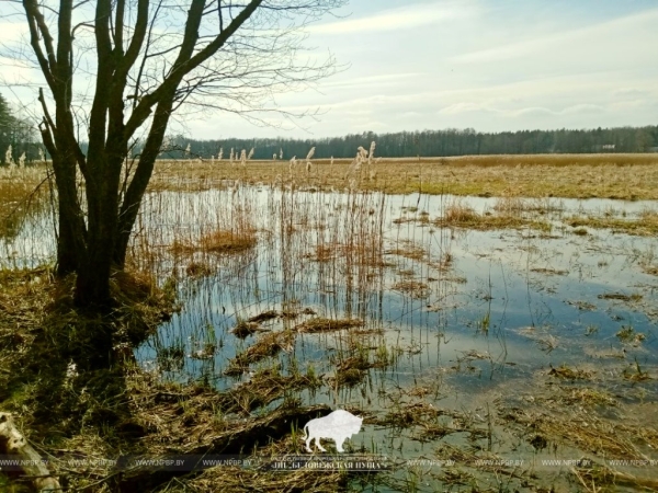 В Беловежской пуще нашли посадку дугласовой пихты почти вековой давности В Беловежской пуще нашли посадку дугласовой пихты почти вековой давности