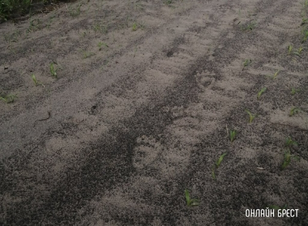 В Беларуси наблюдается рост популяции бурого медведя В Беларуси наблюдается рост популяции бурого медведя