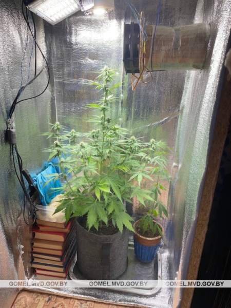 Белорус выращивал в шкафу коноплю Белорус выращивал в шкафу коноплю