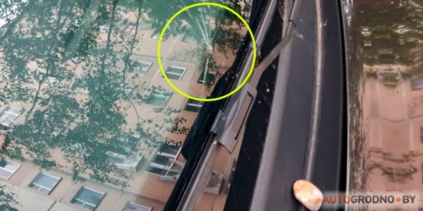 Вороны бьют стекла в автомобилях в Гродно Вороны бьют стекла в автомобилях в Гродно