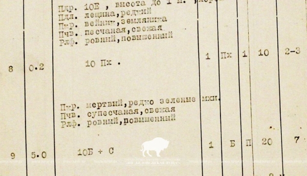 В Беловежской пуще нашли посадку дугласовой пихты почти вековой давности В Беловежской пуще нашли посадку дугласовой пихты почти вековой давности