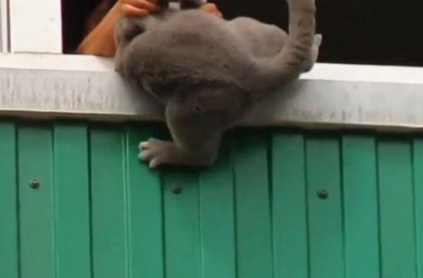 В Беларуси пенсионерка выбросила с балкона кошку, что повлекло гибель животного В Беларуси пенсионерка выбросила с балкона кошку, что повлекло гибель животного