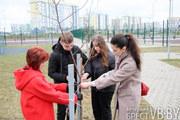 Парк тысячелетия Бреста прирос липами Парк тысячелетия Бреста прирос липами