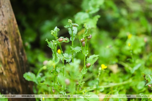 Устроить гонки и попробовать деликатесы предлагают туристам на улиточной ферме в Брестском районе Устроить гонки и попробовать деликатесы предлагают туристам на улиточной ферме в Брестском районе