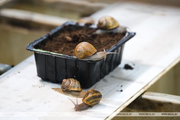 Устроить гонки и попробовать деликатесы предлагают туристам на улиточной ферме в Брестском районе Устроить гонки и попробовать деликатесы предлагают туристам на улиточной ферме в Брестском районе