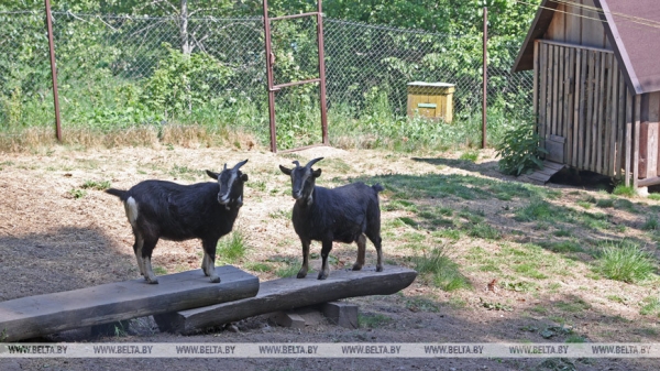 Что проверяют в агроусадьбах и кого перерегистрируют? Посмотрели, как работает комиссия Что проверяют в агроусадьбах и кого перерегистрируют? Посмотрели, как работает комиссия