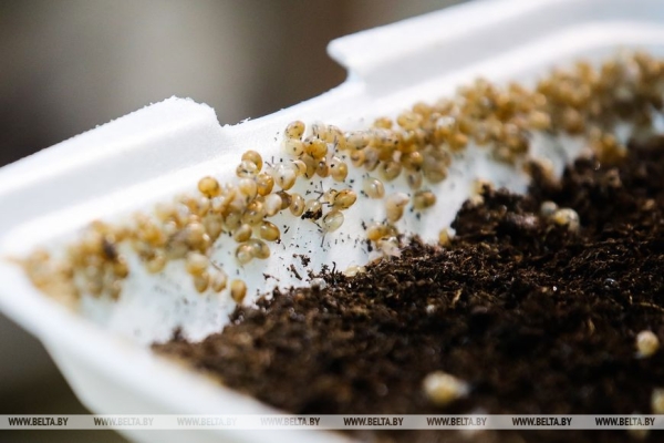 Устроить гонки и попробовать деликатесы предлагают туристам на улиточной ферме в Брестском районе Устроить гонки и попробовать деликатесы предлагают туристам на улиточной ферме в Брестском районе