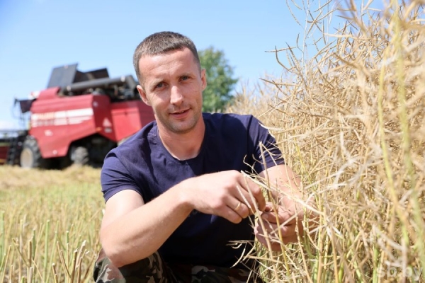 Посмотрели, как возле Бреста убирают озимый рапс Посмотрели, как возле Бреста убирают озимый рапс