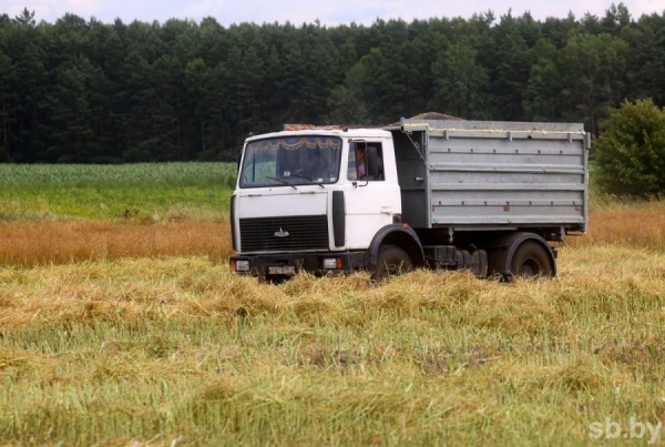 Посмотрели, как возле Бреста убирают озимый рапс Посмотрели, как возле Бреста убирают озимый рапс
